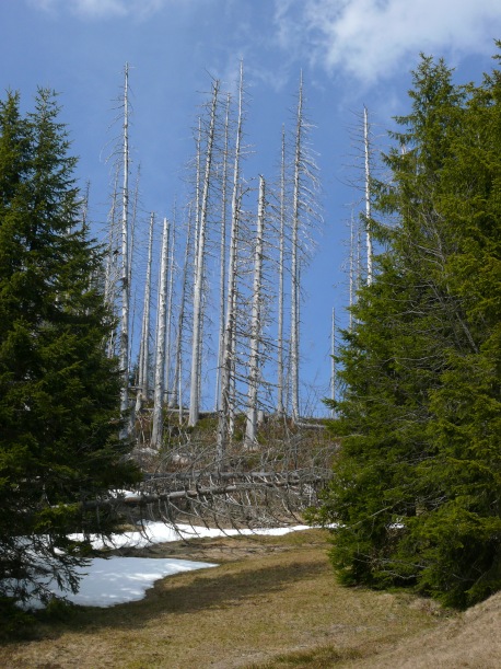 abgestorbene Bäume bei Finsterwald