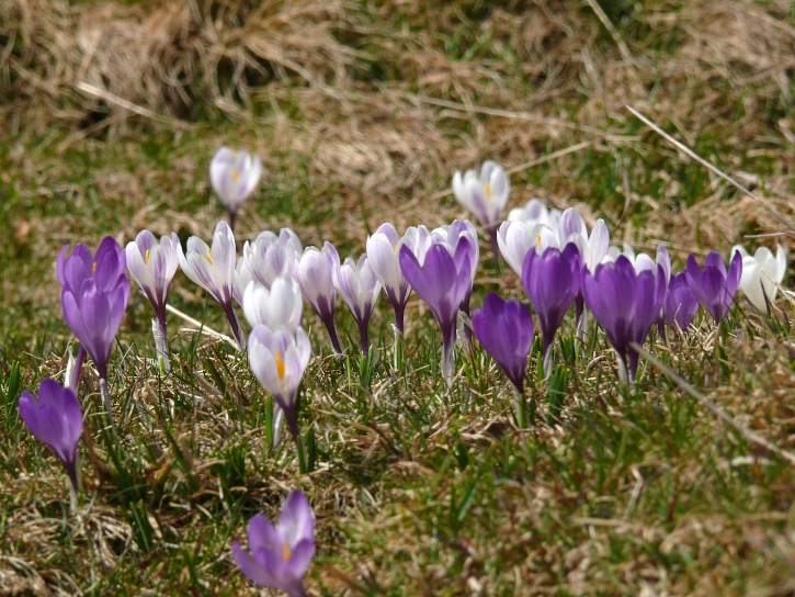 Frühlingssymphonie aus Frühlingskrokus