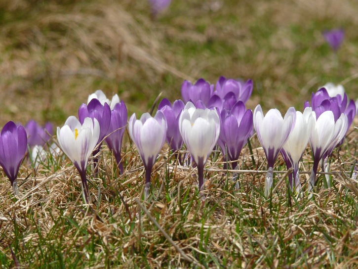 Frühlingskrokus