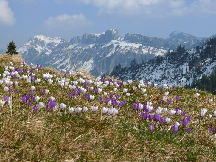 Frühlingskrokus