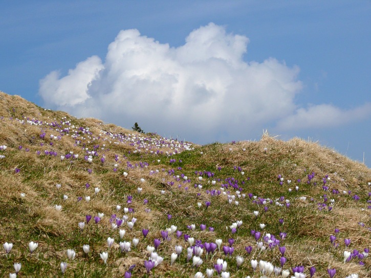 Frühlingskrokus-Wiese