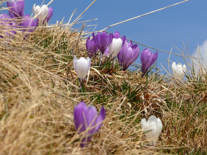 Frühlingskrokus