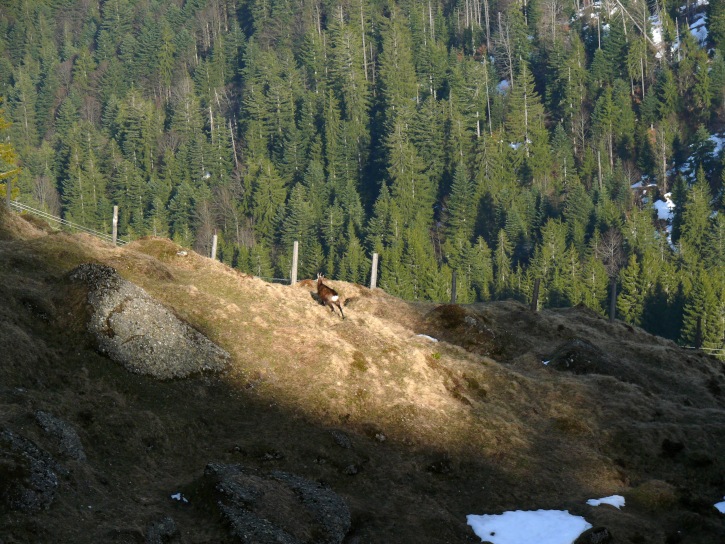 Gämse am Beichlen