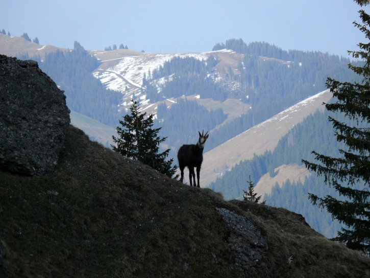 neugierige Gämse