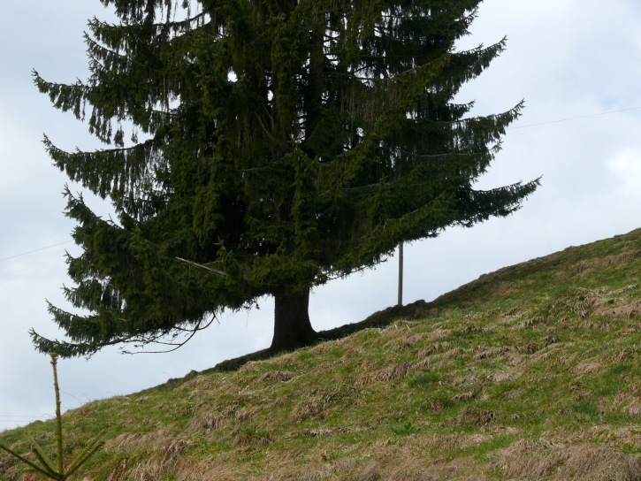 schräger Baum