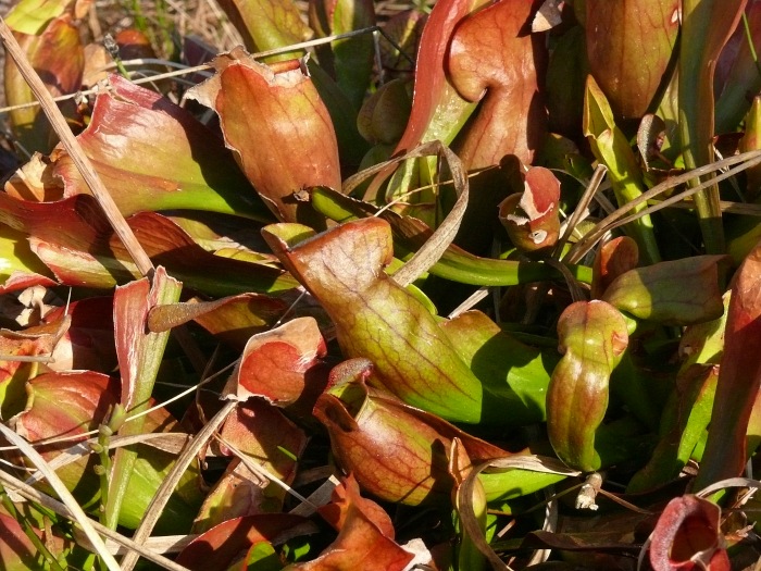aus den USA importierte, eingesetzte Kannenpflanzen: Sarracenia purpurea (insektenfressend)
