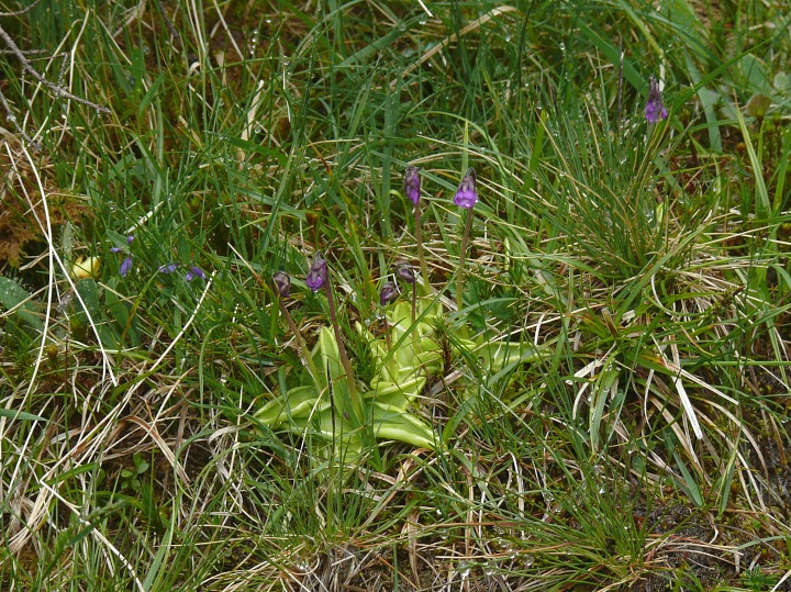 blühende Fettkräuter: Pinguicula vulgaris