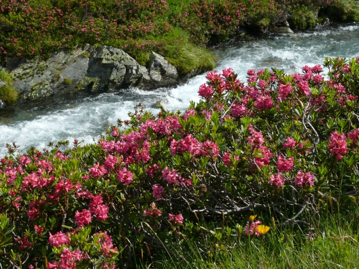 Alpenrosen (Rhododendron ferrugineum)