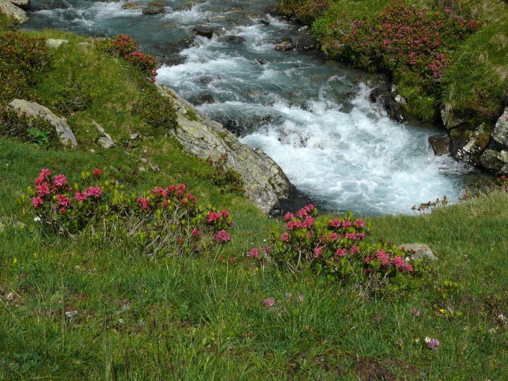 von Rhododendren (Alpenrosen) gesäumter Zufluss zum Lago di Monte Spluga