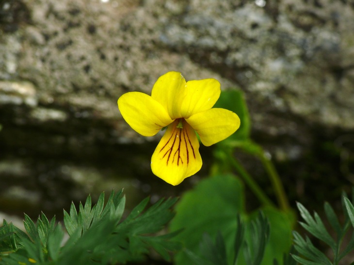 Gelbes Bergveilchen (Viola biloba)