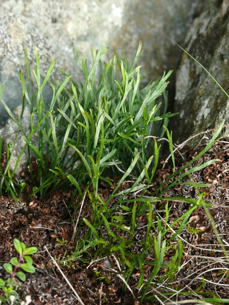 Nordischer Streifenfarn (Asplenium septentrionale)