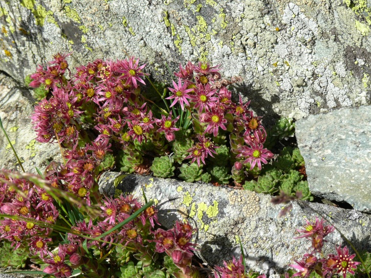 Hauswurz, Massenblüte