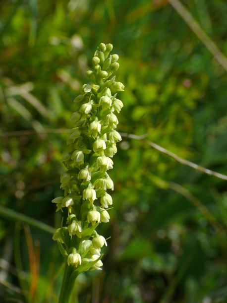 Höswurz (Pseudorchis albida)