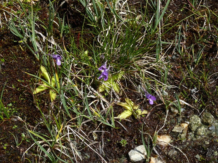 Fettkraut (Pinguicula vulgaris)