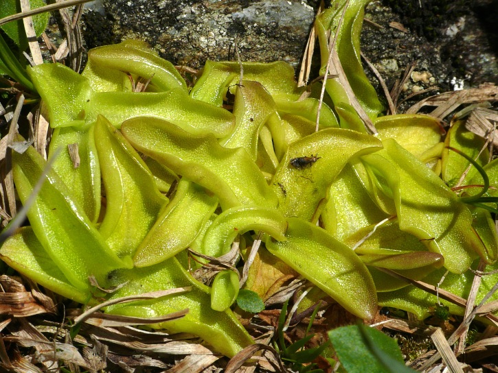 Fettkraut (Pinguicula vulgaris)