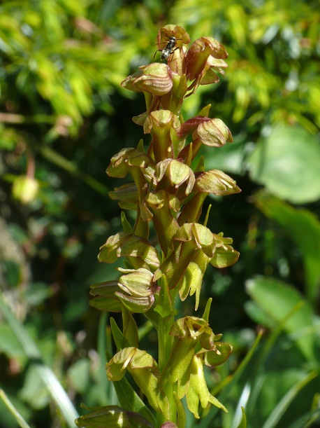 Grüne Hohlzunge (Coeloglossum viride)