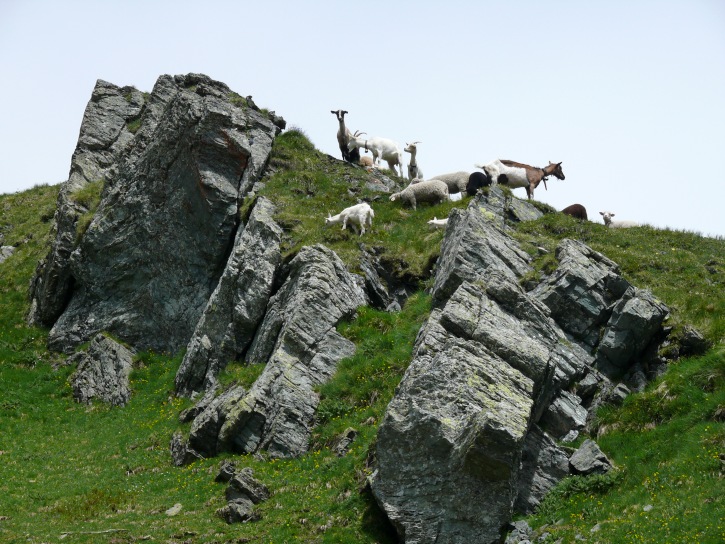 neugierige Ziegenherde