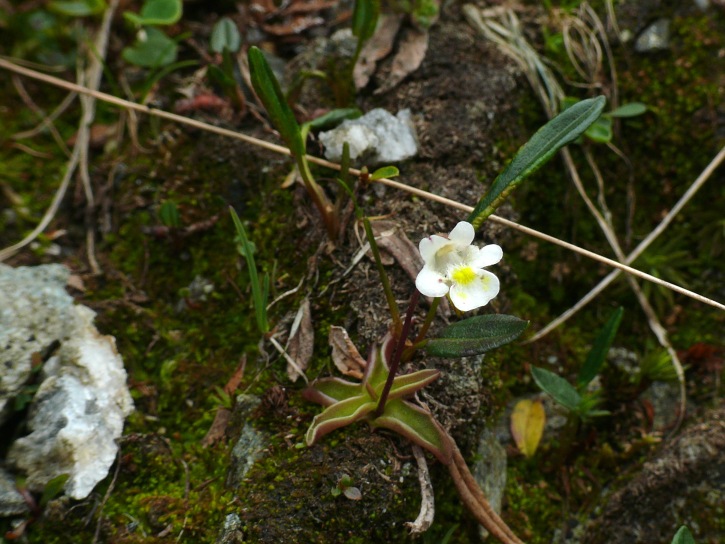 Alpen-Fettkraut: Pinguicula alpina