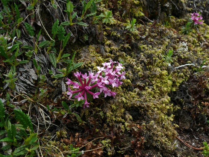 Steinröschen (Daphne striata, Gestreifter Seidelbast)