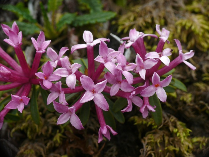 Steinröschen (Daphne striata, Gestreifter Seidelbast)