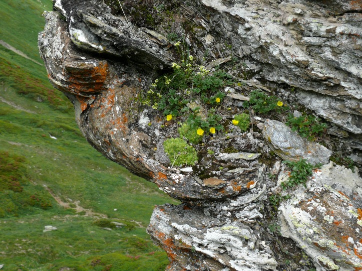 bewachsene Felsen