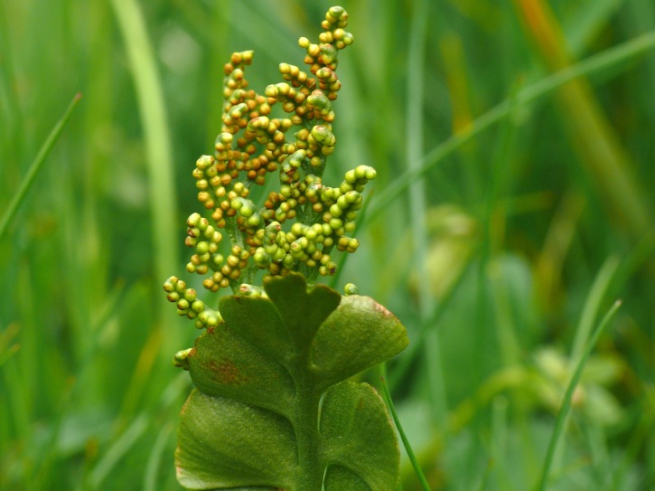 Echte Mondraute (Botrychium lunaria)