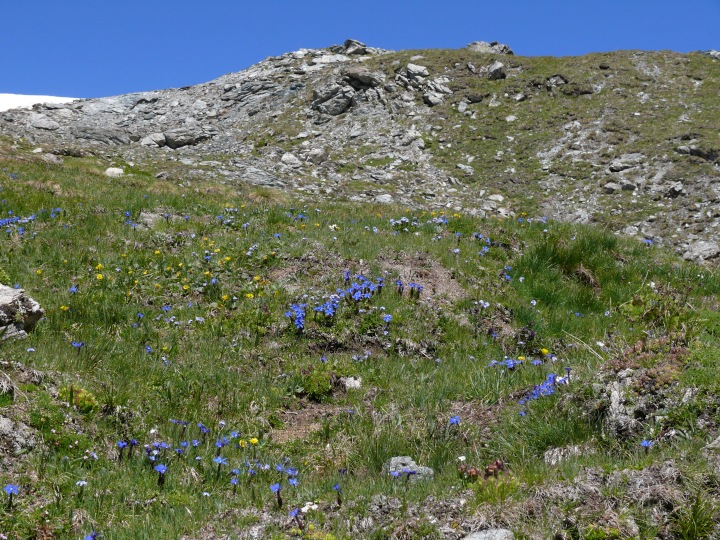 Blumenwiese am Abstiegsweg zum Lej Sgrischus