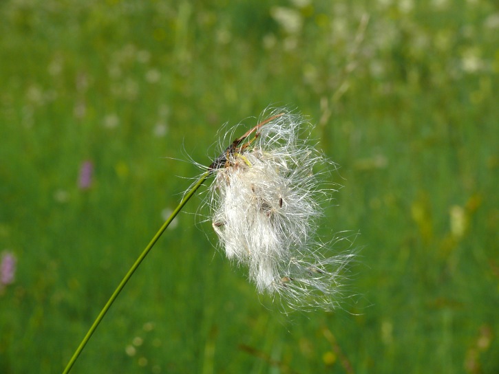 Schmalblättriges Wollgras