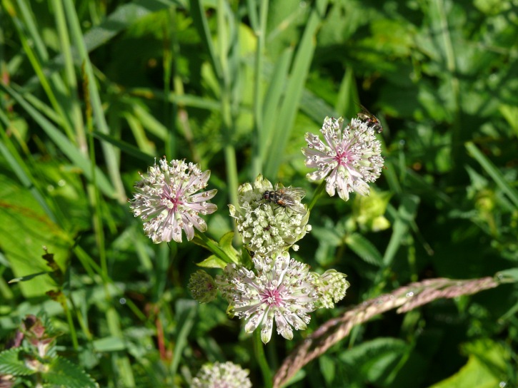 Sterndolde