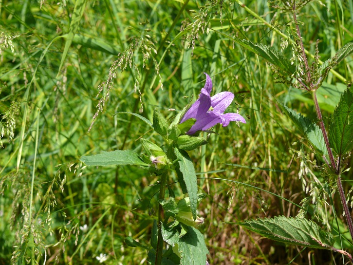 Nessel-Glockenblume