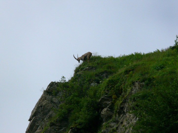 Steinbock, zum Sprung ansetzend