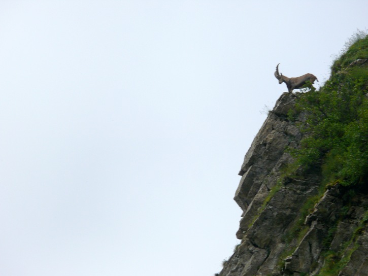 Steinbock im steilen Gelände