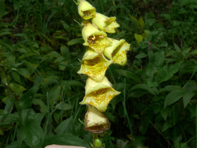 Großblütiger Fingerhut (Digitalis grandiflora)