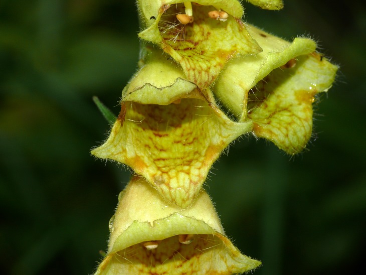 Großblütiger Fingerhut (Digitalis grandiflora)