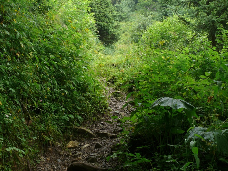 üppige Vegetation kurz vor Ober Stafel