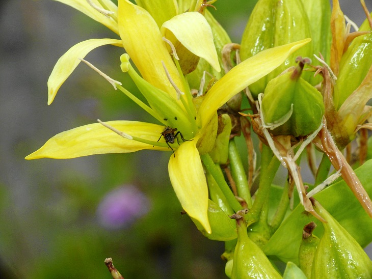 Gelber Enzian (Gentiana lutea)