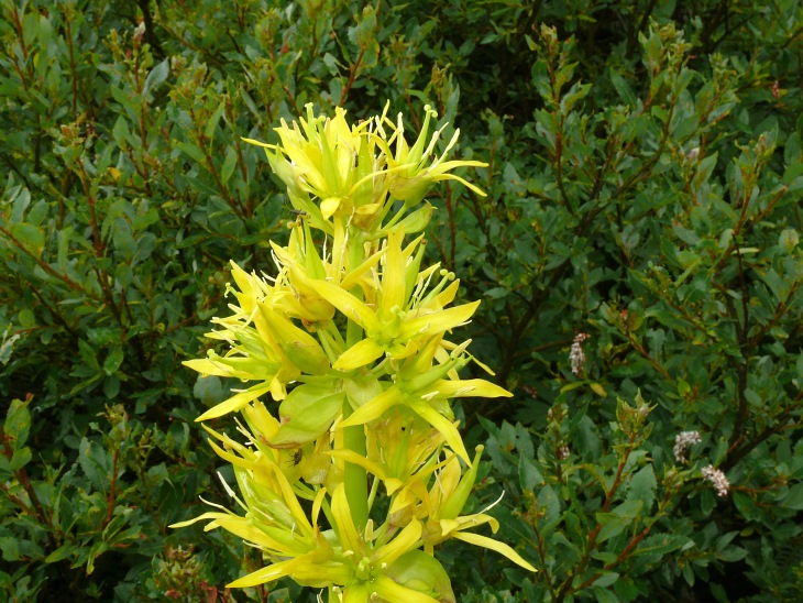 Gelber Enzian (Gentiana lutea)