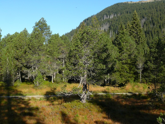 herbstliche Sumpflandschaft auf der Alpe Seewen