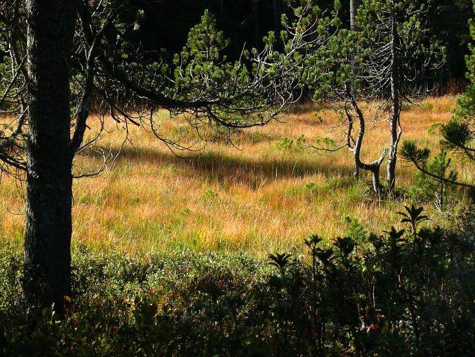 herbstliche Sumpflandschaft auf der Alpe Seewen