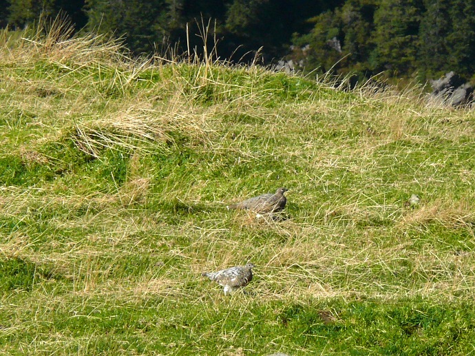 scheue Wachteln am Fürstein-Gipfel