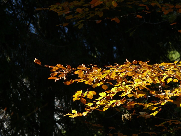 Herbststimmung