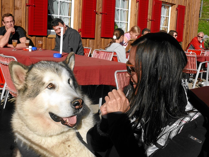 riesiger sibirischer Husky