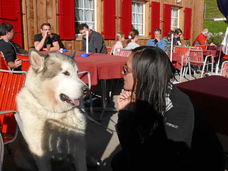 Aug in Aug mit dem sibirischen Husky