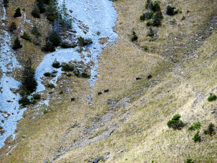 Herde Gämsen auf der Flucht