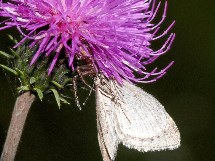 Distelblüte: Spinne fängt Schmetterling