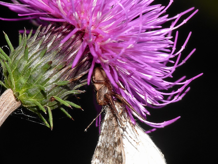 Distelblüte: Spinne fängt Schmetterling