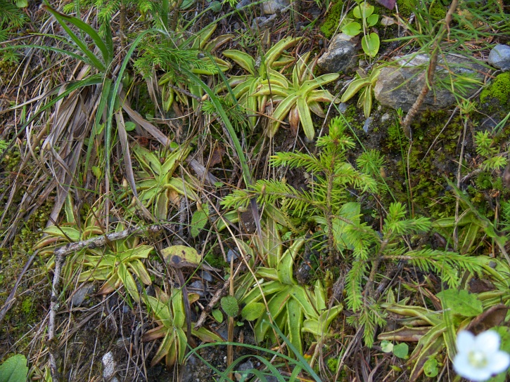 ein ganzes Nest von Fettkräutern