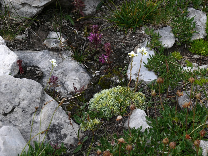 Saxifrag paniculata (Trauben-Steinbrech)