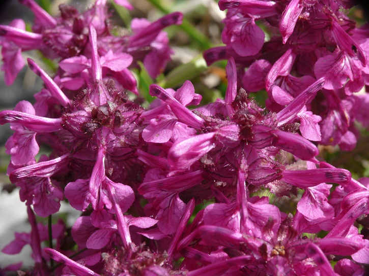 Pedicularis verticillata (Quirlblättriges Läusekraut) 