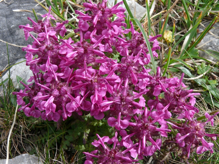 Pedicularis verticillata (Quirlblättriges Läusekraut) 